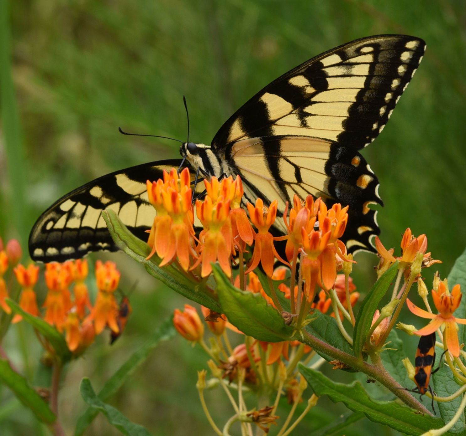 Pollinators
